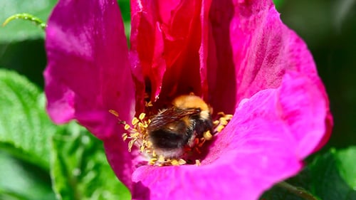 Bumblebee Foraging Inside Bright Pink Flower Close Up