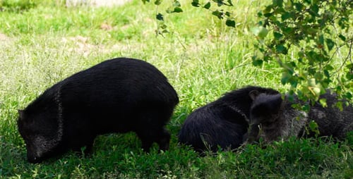 Sanglier