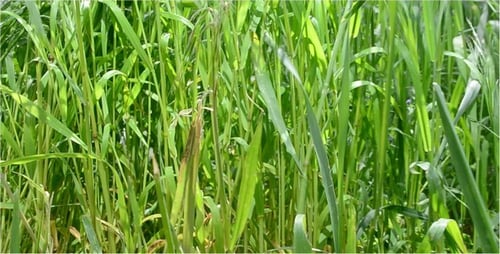 Grass 22