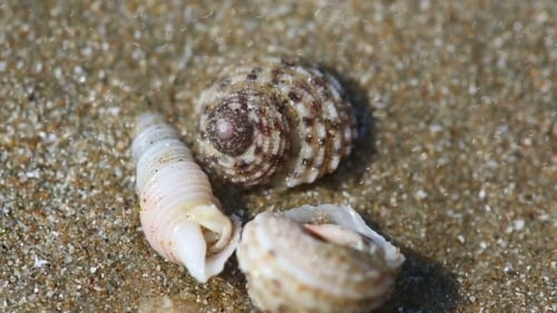 Tiny Hermit Crabs