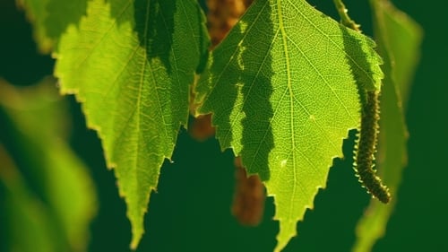Birch Catkin
