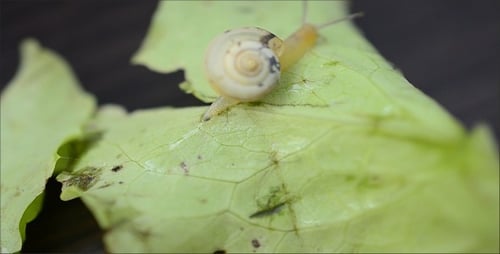 Snail 10