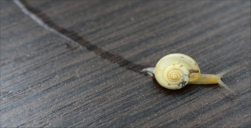 Snail 11