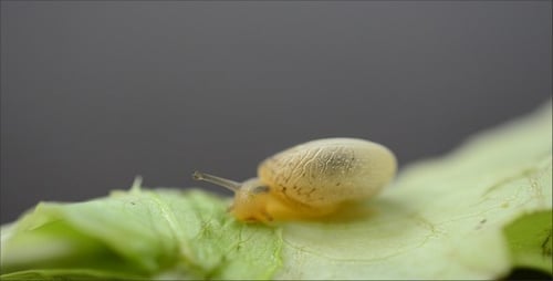 Snail 12