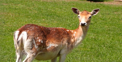 Majestic Fallow Deer Standing in Green Field