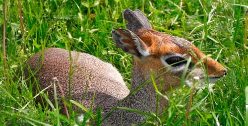 Fawn