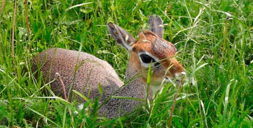 Little Deer