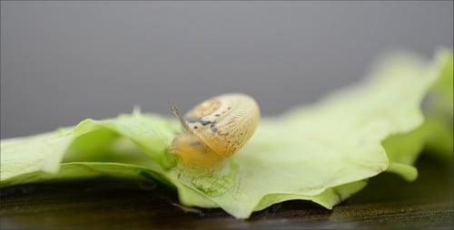 Snail 13