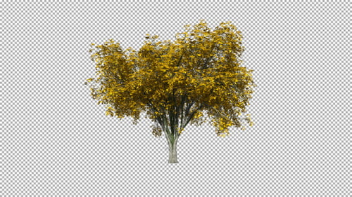 Autumn Tree With Golden Leaves Swaying On Transparent Background