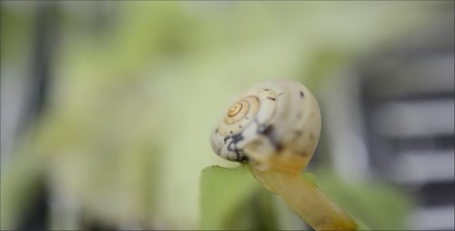 Snail 14
