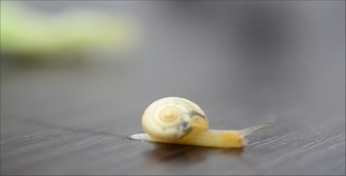 Snail 15