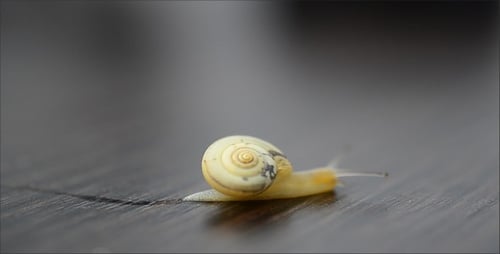 Snail 16