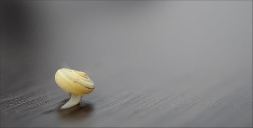Close Up View of Snail Moving Slowly