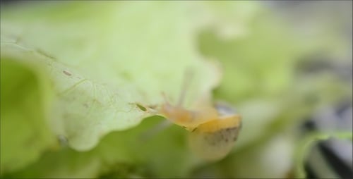 Schnecke 17