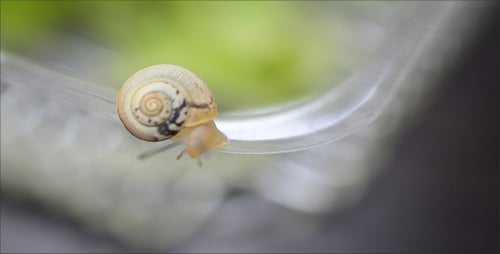 Snail Slowly Crawling on Clear Surface Close Up