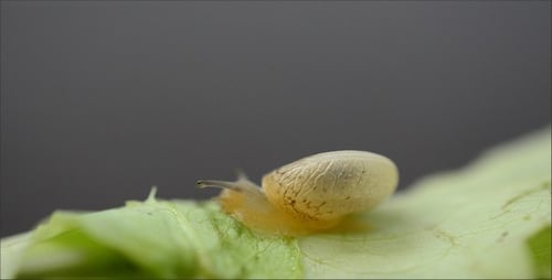 Snail Crawling Slowly on a Green Leaf