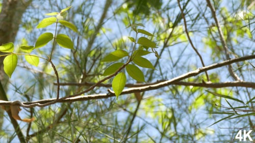 Árbol y hoja en el viento