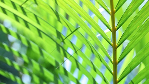 Green Leaf In Nature 571