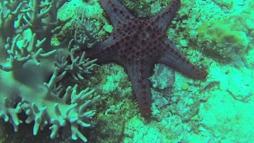 See-Star