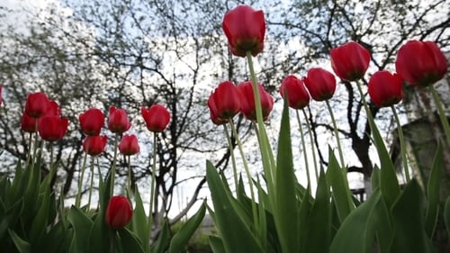 Beautiful Field of Blooming Red Tulips in Spring