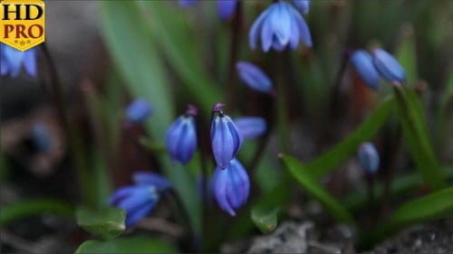 Etwas blaue Krokus-Pflanzenknospen