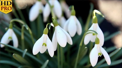 Delicate Snowdrop Flowers Blooming in Early Spring
