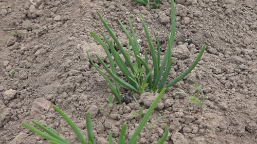 Scallions or Spring Onions