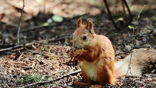 Portrait eines roten Eichhörnchens