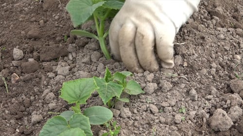 Vegetable Garden Weeding