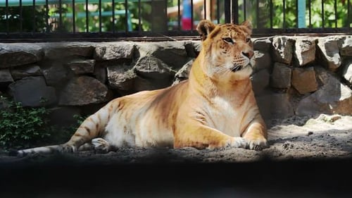 Portrait Liger está mirando con cuidado