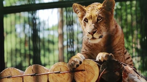 Lion Cub Resting on Wood in Outdoor Enclosure