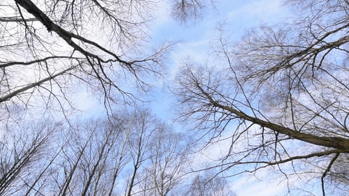 Bäume & Wind
