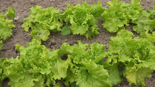 Fresh Green Lettuce Plants Growing in Garden