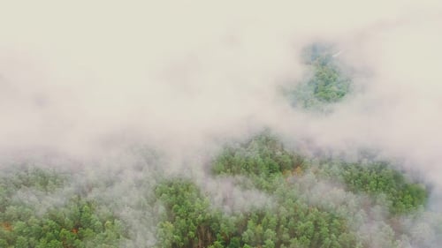 Lower Clouds Moving Above Autumn Pine Forest
