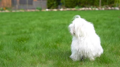 White Puppy Outdoor on Green Grass in the Yard