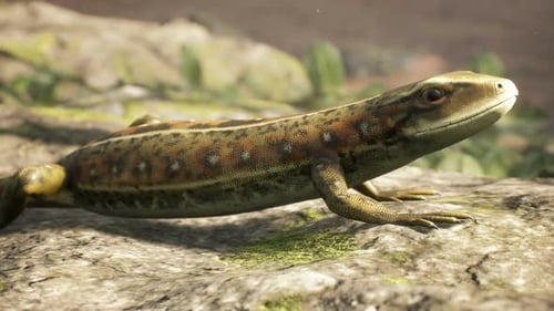 Lézard sur un rivage rocheux
