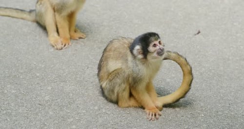 Squirrel Monkey