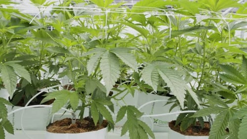 Green Plants Growing Indoors in a White Farm
