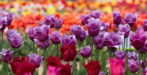 Colorful Tulips Blooming in a Spring Garden