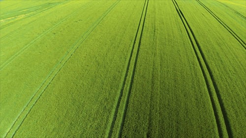 High Over Wheat Field