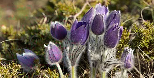 Purple Flowers Close-Up in Natural Daylight