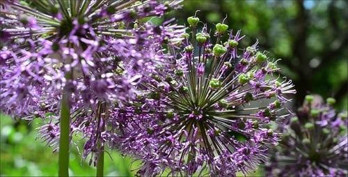 Flowers 6