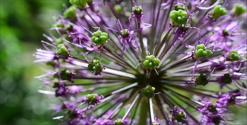 Flowers 7