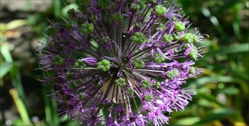 Flowers 8