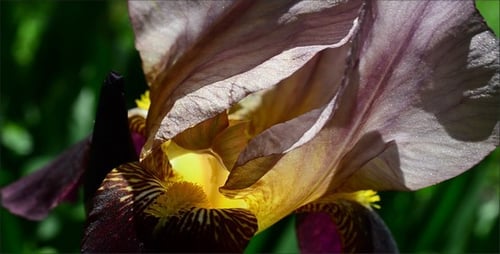 Close-Up of Beautiful Purple Iris Flower