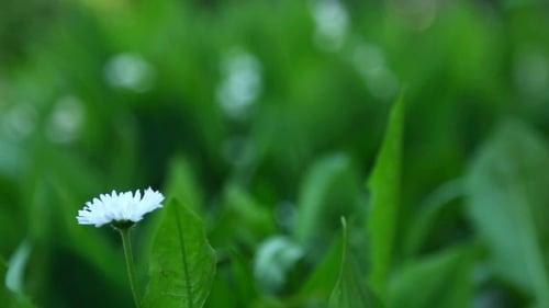 Daisy And Lily Of The Valley