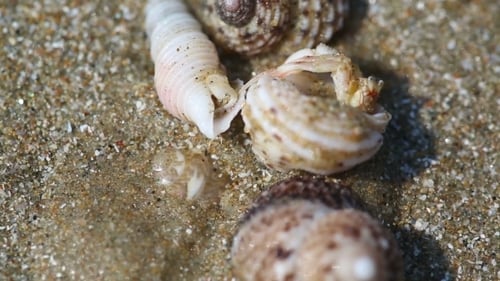 Sea Shells Washed Up on Sandy Beach