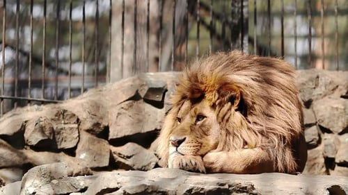 Lion Resting in Enclosure on Rocks
