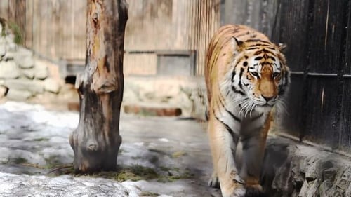 Tiger Walking in Natural Habitat on a Sunny Day