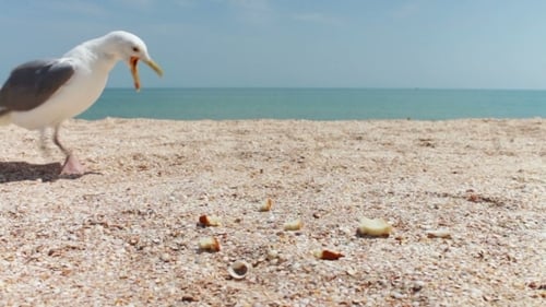 Gulls On The Beach Flock Together For Food
